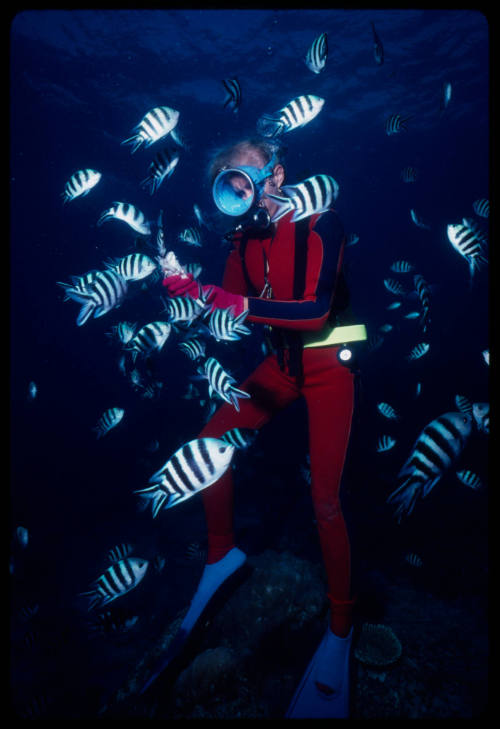 Valerie Taylor surrounded by sergeant major fish