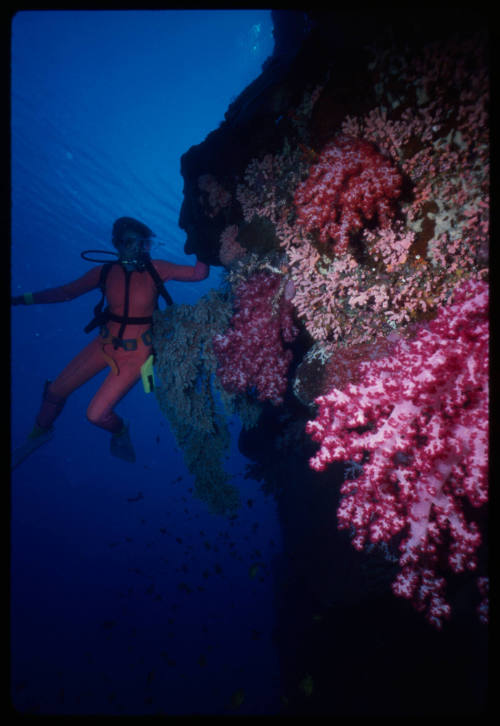 Valerie Taylor underwater looking at corals