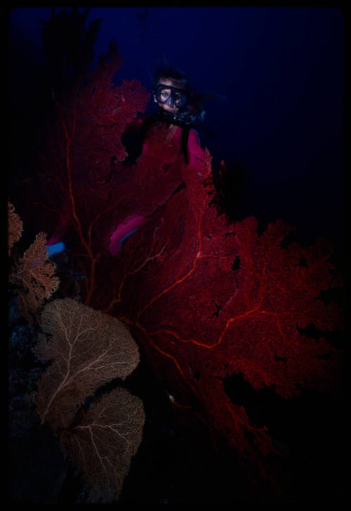 Valerie Taylor amongst corals underwater