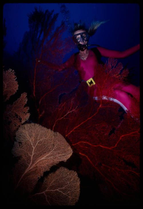 Valerie Taylor amongst corals underwater