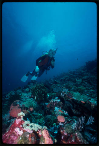 Valerie Taylor swimming above surface covered with corals