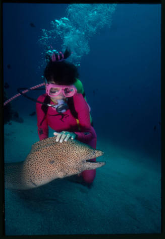 Diver near seafloor with a giant moray eel