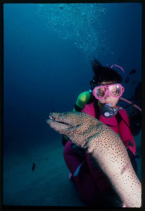 Diver near sea floor with a giant moray eel