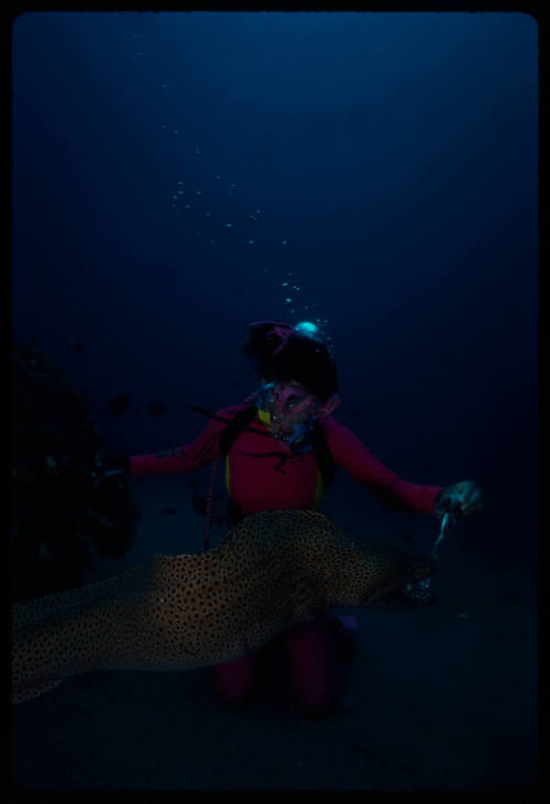 Diver near seafloor feeding a giant moray eel