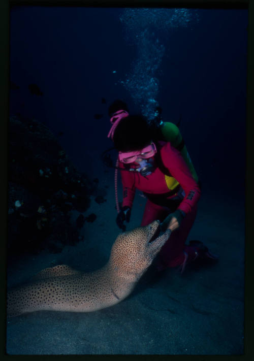 Diver near seafloor with a giant moray eel