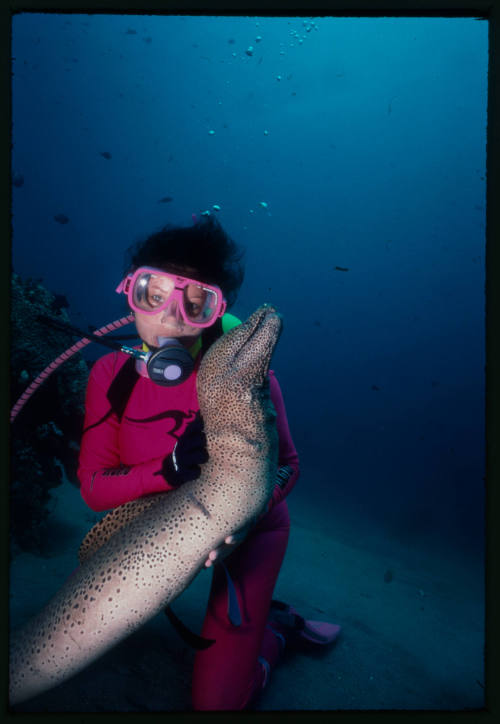 Diver near seafloor with a giant moray eel