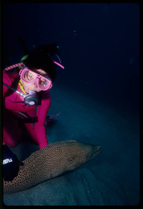 Diver near seafloor with giant moray eel