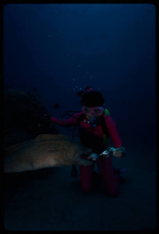 Diver near seafloor feeding giant moray eel