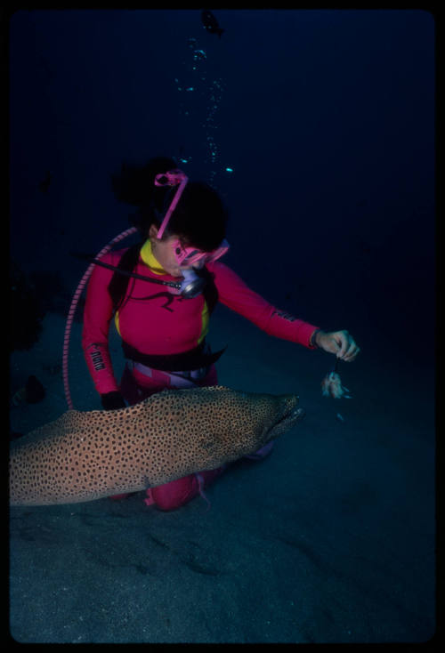 Diver near seafloor holding bait in front of giant moray eel