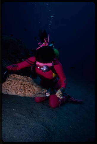 Diver near seafloor feeding giant moray eel