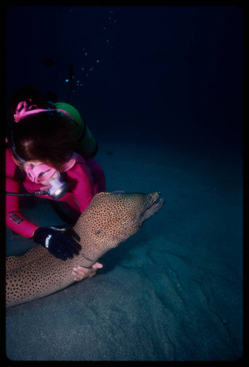 Diver holding giant moray eel near seafloor