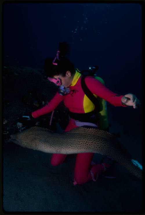 Diver and giant moray eel near seafloor