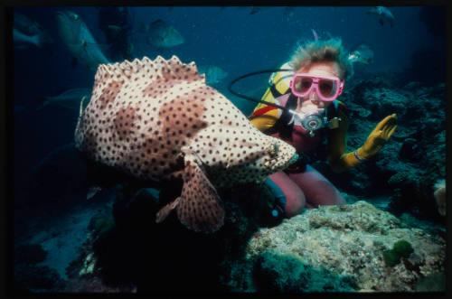 Valerie Taylor and large spotted fish