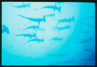 School of hammerhead sharks swimming above camera
