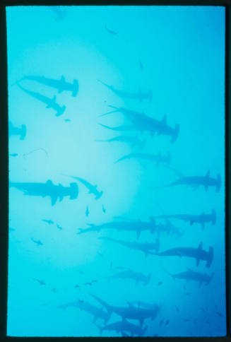School of hammerhead sharks swimming above camera