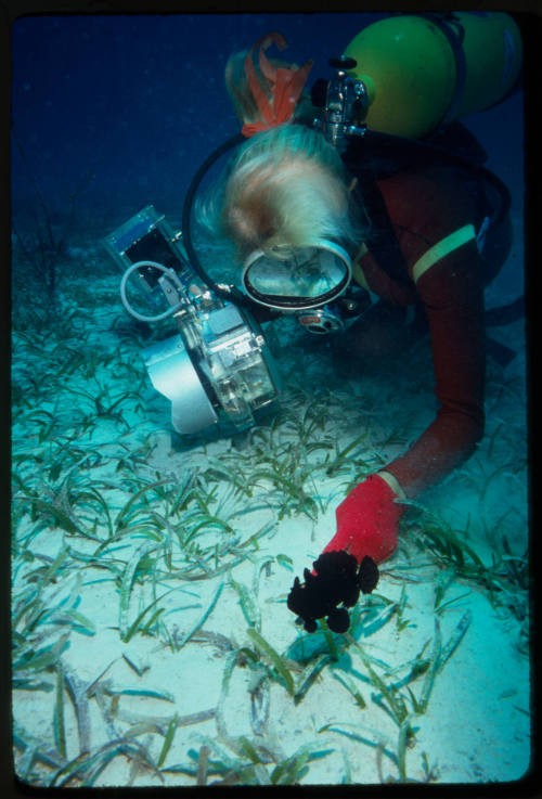 Valerie Taylor and a longlure frogfish (Antennarius multiocellatus) at seafloor