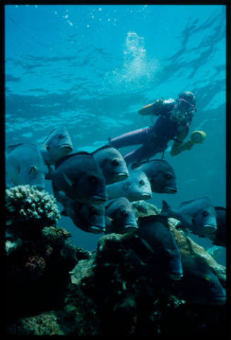 Valerie Taylor above school of fish