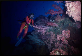 Valerie Taylor touching coral