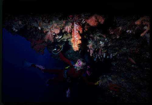 Valerie Taylor looking at corals