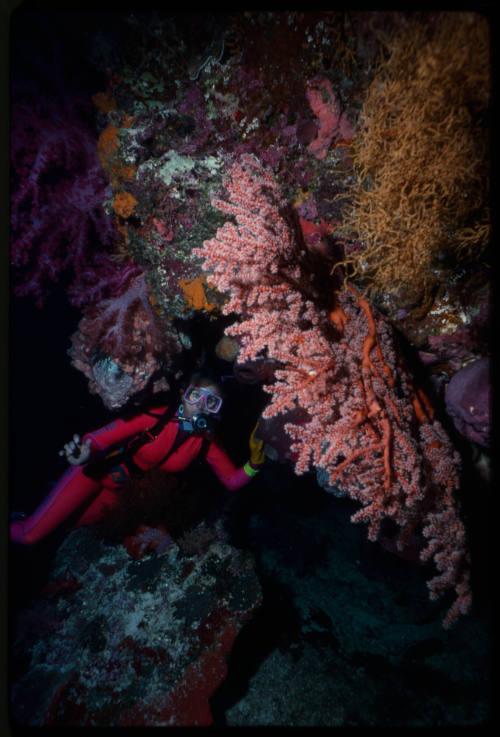 Valerie Taylor amongst corals