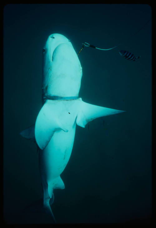 Tiger shark with metal ring around neck