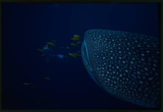 Head of whale shark with diver ahead