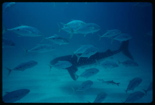 Whale shark near seafloor amongst smaller fish