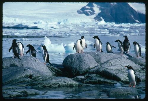 Adelie and Gentoo Penguins standing on rocks in Antarctica