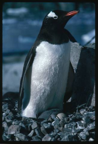 Close view of a Gentoo Penguin in Antarctica