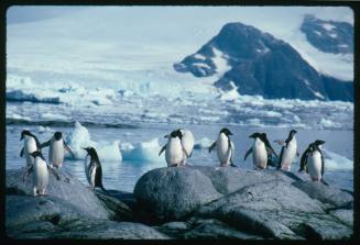 Adelie and Gentoo Penguins standing on rocks in Antarctica