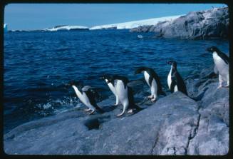 Adelie penguins on a rock in Antarctica