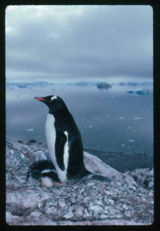 A Gentoo Penguin and it’s baby  in Antarctica