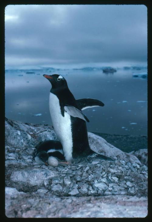 A Gentoo Penguin and its baby in Antarctica