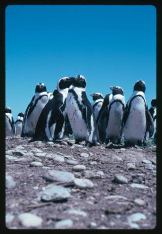 Jackass Penguins in South Africa