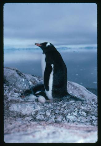 A Gentoo Penguin and its baby in Antarctica