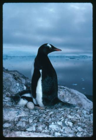 A Gentoo Penguin and its baby in Antarctica