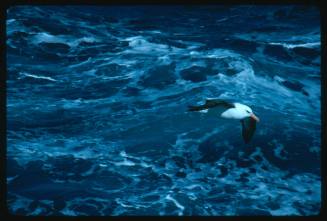 A Black-browed Albatross flying over water in Antarctica