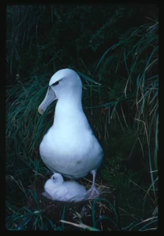 A White-capped Albatross and its baby