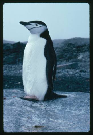 A Chinstrap Penguin in Antarctica
