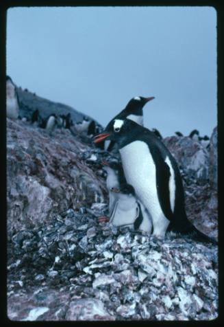 A close view of a Gentoo Penguin with its babies in Antarctica