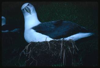 A White-capped Albatross and sitting on a nest