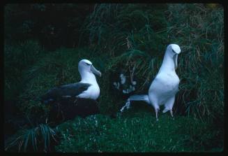 Two White-capped Albatross