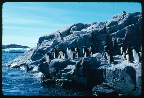 Adelie penguins entering the water in Antarctica
