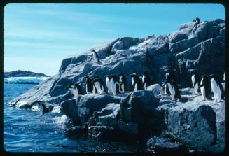 Adelie penguins entering the water in Antarctica
