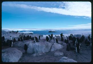 Adelie Penguins in Antarctica