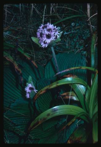 Campbell island daisy (Pleurophyllum speciosum)