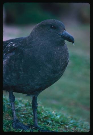 A close view of a Brown Skua