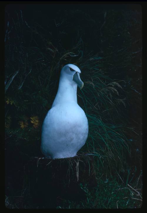 A White-capped Albatross standing on a nest