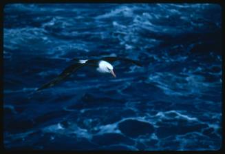 A Black-browed Albatross flying over water in Antarctica