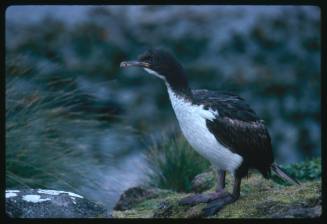 A close view of a cormorant